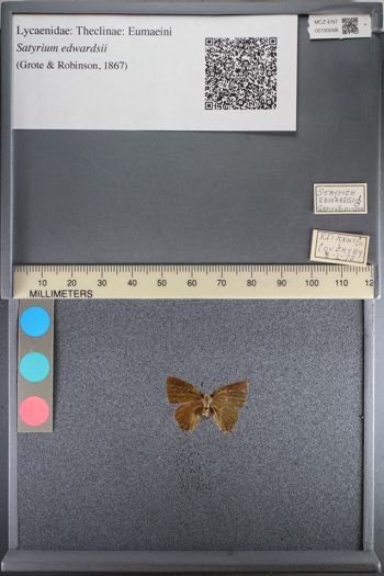 Media type: image;   Entomology 193098